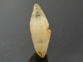 Sapphire Crystal, Mogok, Burma