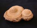"Madona's Bosoms" Fossil, Myanmar