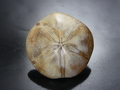 Agate Nodules